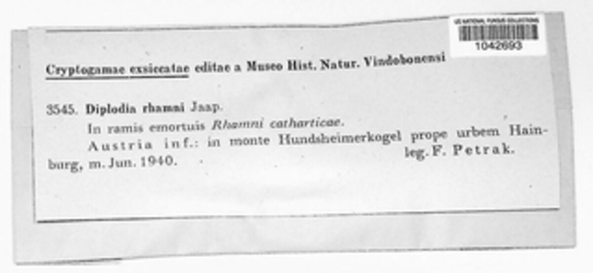 Diplodia rhamni image